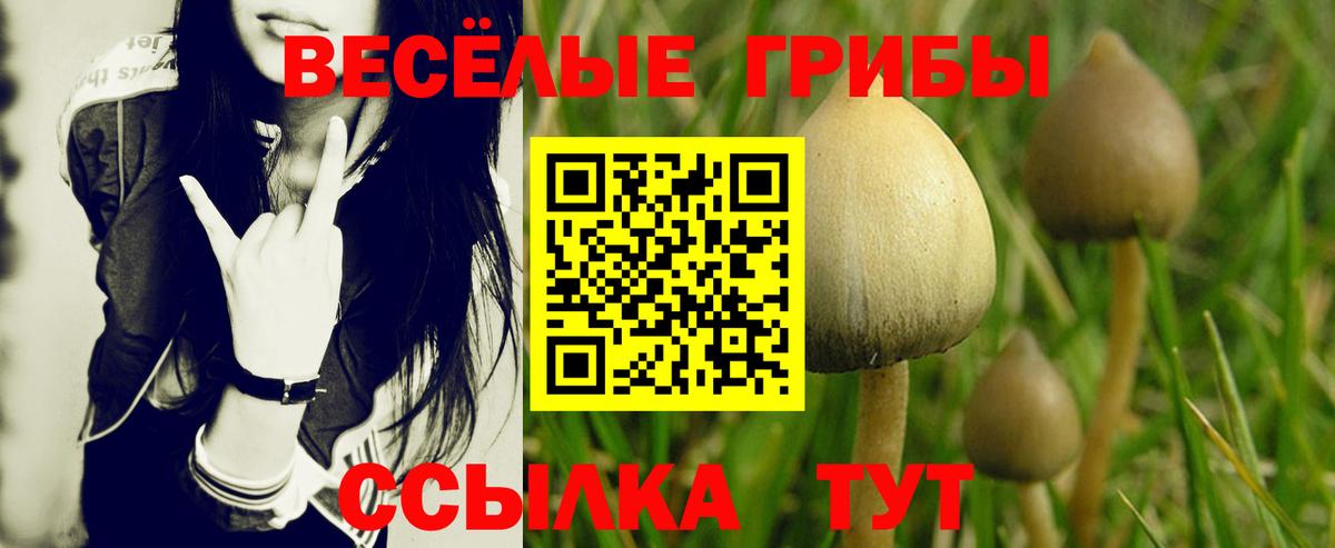 Горно-Алтайск  Галлюциногенные грибы Psilocybine cubensis  Вход с VPN 